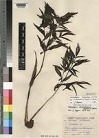 Gonatopus angustus N.E.Br. [family ARACEAE]