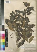 Syntype of Tricalysia niamniamensis Schweinf. ex Hiern [family RUBIACEAE]