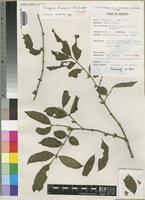 Isotype of Tricalysia kivuensis Robbr. [family RUBIACEAE]