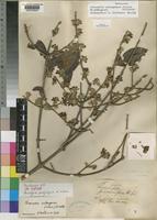 Isosyntype of Tricalysia pachystigma K.Schum. [family RUBIACEAE]