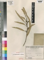 Holotype of Eucalyptus rigidula Maiden [family MYRTACEAE]