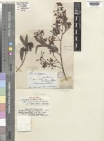Holotype of Eucalyptus beyeri F.Muell. ex R.T.Baker [family MYRTACEAE]