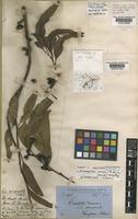 Type of Eucalyptus anceps (R.Br. ex Maiden) Blakely [family MYRTACEAE]