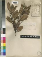 Type of Ocotea usambarensis Engl. [family LAURACEAE]