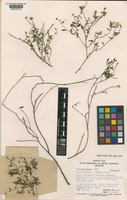 Isotype of Ptilotus symonii Benl [family AMARANTHACEAE]