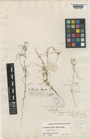 Isotype of Gomphrena tenella (Moq.) Benth. [family AMARANTHACEAE]