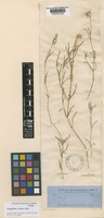 Isotype of Gomphrena lanata R.Br. [family AMARANTHACEAE]