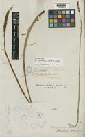 Aa matthewsii (Rchb.f.) Schltr. [family ORCHIDACEAE]