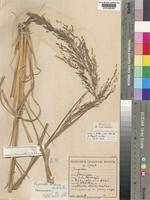 Syntype of Eragrostis acraea De Winter [family POACEAE]