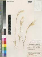Stipagrostis pellytronis De Winter [family POACEAE]
