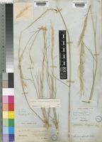 Stipagrostis namaquensis (Nees) De Winter [family POACEAE]