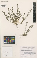 Isotype of Gyrocaryum oppositifolium Valdés [family BORAGINACEAE]
