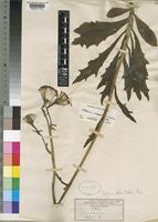 Kleinia fulgens Hook.f. [family COMPOSITAE]