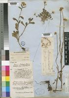 Mauranthemum paludosum (Poir.) Vogt & Oberprieler [family COMPOSITAE]