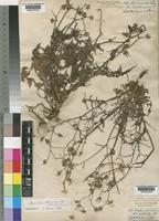 Sonchus asper (L.) Hill [family COMPOSITAE]