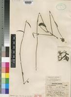 Type of Dicliptera cephalantha S.Moore [family ACANTHACEAE]
