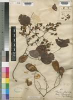 Pterocarpus rotundifolius (Sond.) Druce subsp. rotundifolius [family LEGUMINOSAE-PAPILIONOIDEAE]