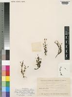Isotype of Ilysanthes pulchella Skan subsp. rhodesiana Norl. [family SCROPHULARIACEAE]