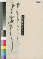 Type of Striga forbesii Benth. [family SCROPHULARIACEAE]