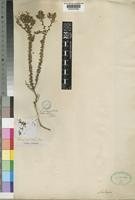 Selago setulosa Rolfe [family SCROPHULARIACEAE]