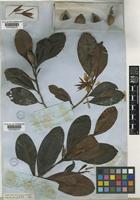 Wallacea insignis Spruce ex Benth. & Hook.f. [family OCHNACEAE]