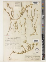 Type of Hermbstaedtia capitata Schinz [family AMARANTHACEAE]