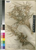 Astragalus gombo Coss. & Dur. [family LEGUMINOSAE-PAPILIONOIDEAE]