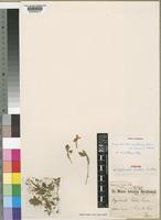 Syntype of Dyschoriste fischeri Lindau [family ACANTHACEAE]