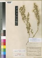Isotype of Hygrophila affinis Lindau [family ACANTHACEAE]