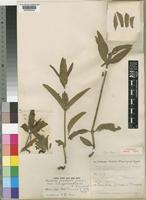 Ruellia patula Jacq. [family ACANTHACEAE]