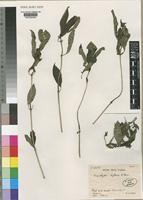 Pericalypta biflora Benoist [family ACANTHACEAE]