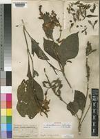 Lectotype of Eranthemum seticalyx C.B.Clarke [family ACANTHACEAE]