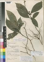 Holotype of Pseuderanthemum albocoeruleum Champl. subsp. robustum Champl. [family ACANTHACEAE]