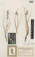 Isotype of Wurmbea centralis T.D.Macfarlane [family COLCHICACEAE]