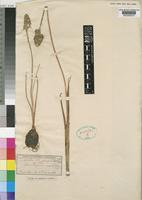 Ornithogalum tenuifolium unrecorded subsp. tenuifolium [family HYACINTHACEAE]