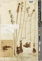 Type of Drimia zombensis Baker [family ASPARAGACEAE]