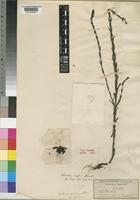Type of Alectra rigida (Hiern) Hemsl. [family SCROPHULARIACEAE]