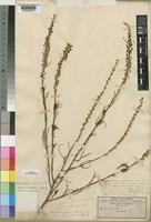 Type of Hebenstretia angolensis Rolfe [family SCROPHULARIACEAE]