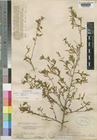 Seddera suffruticosa (Schinz) Hallier f. var. suffruticosa [family CONVOLVULACEAE]