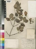 Type of Androstachys johnsonii Prain [family EUPHORBIACEAE]