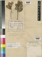 Hymenocardia mollis Pax [family EUPHORBIACEAE]