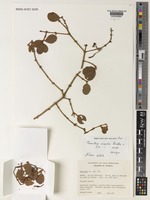 Holotype of Taxillus wiensii Polhill [family LORANTHACEAE]