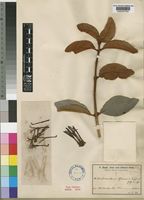 Type of Loranthus baumii Engl. & Gilg [family LORANTHACEAE]