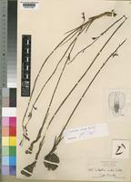 Type of Eulophia exilis Schltr. [family ORCHIDACEAE]