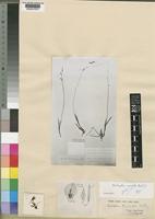 Type of Eulophia tenuiscapa Schltr. [family ORCHIDACEAE]