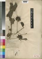 Type of Pavetta cooperi Harv. & Sond. [family RUBIACEAE]