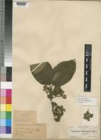 Type of Vangueria rotundata Robyns. [family RUBIACEAE]