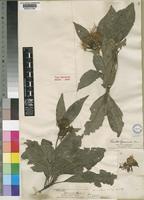 Type of Pavetta gerrardii Harv. [family RUBIACEAE]