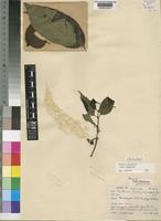 Type of Canthium ruwenzoriense Bullock [family RUBIACEAE]