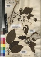 Solanum nigrum L. [family SOLANACEAE]